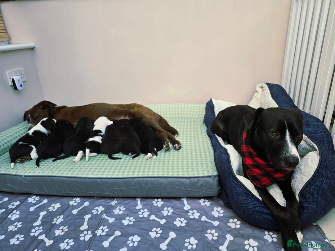 Mixed Breed dogs for sale: Short haired Collie pups - Image 5