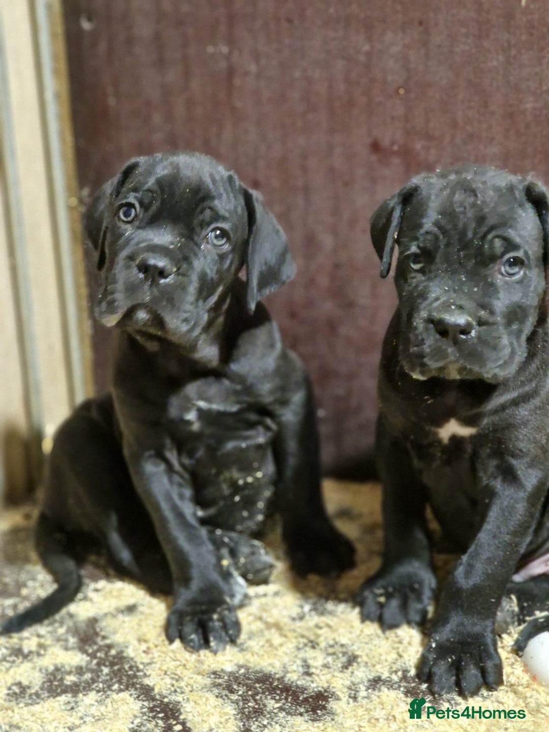 Cane Corso dogs for sale: Top quality  - Image 1