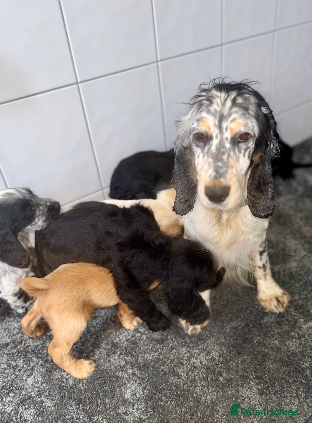 Cocker Spaniel dogs for sale: 6 stunning show type cocker spaniels  - Image 34