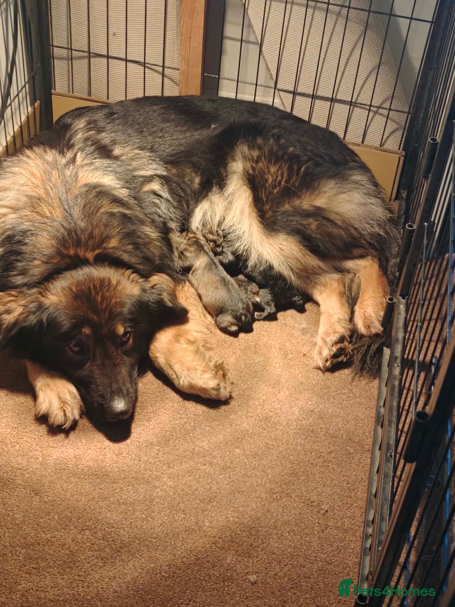 Shepsky dogs German shepherd/ husky cross 3 puppies  - Advert 11