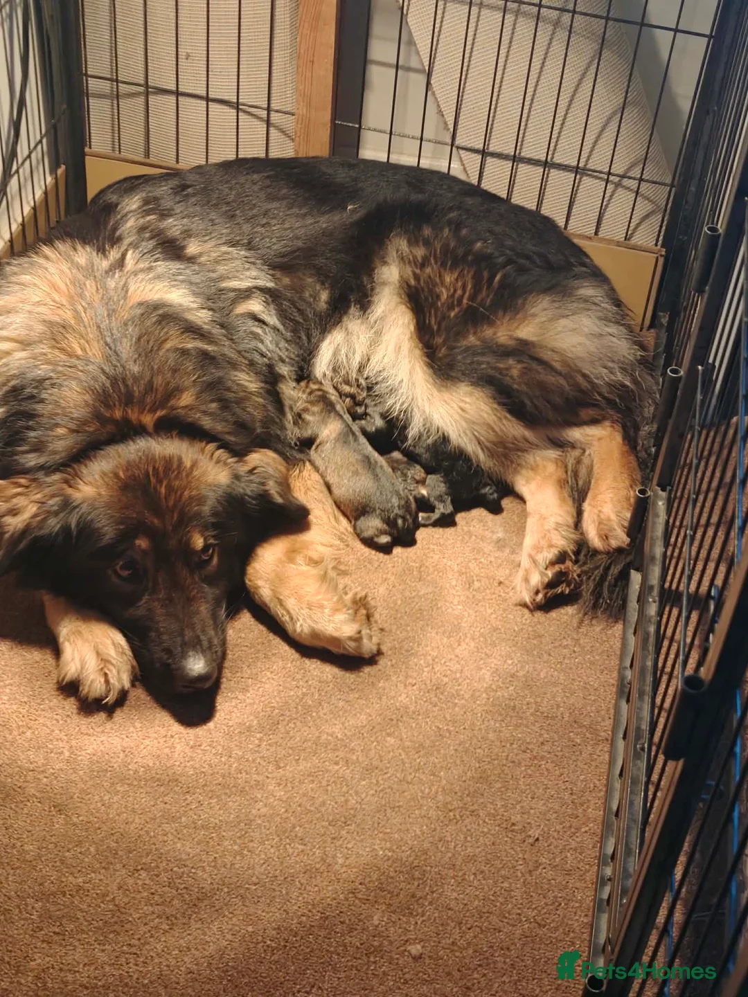 Shepsky dogs for sale: German shepherd/ husky cross 3 puppies  in Dereham - Advert 1