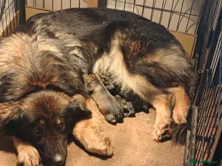 Shepsky dogs German shepherd/ husky cross 3 puppies - Advert 9