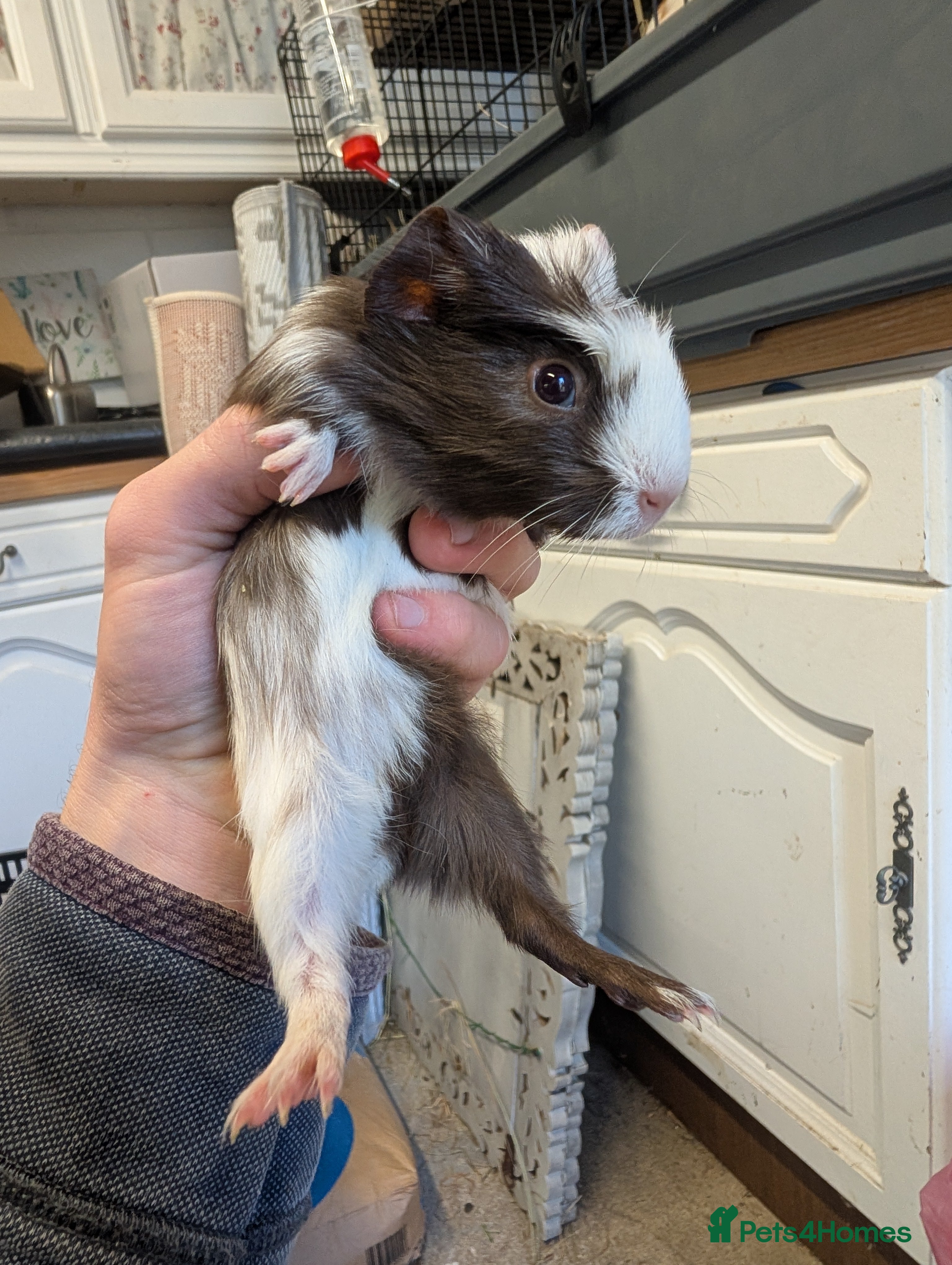 Guinea Pig rodents  male guinea pigs  - Advert 12