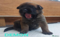 Belgian Shepherd Dog dogs for sale: PuppiesDWKC registered Working Line,Tested Parents - Image 8