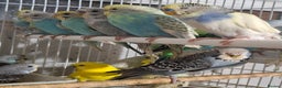 Budgerigars birds for sale: Budgies for sale Birmingham  - Advert 10
