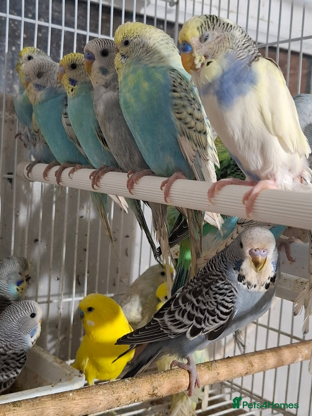 Budgerigars birds for sale: Budgies for sale Birmingham  - Image 10