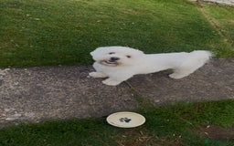 Bichon Frise dogs for sale: 7 gorgeous pure Bichon puppies  - Image 11