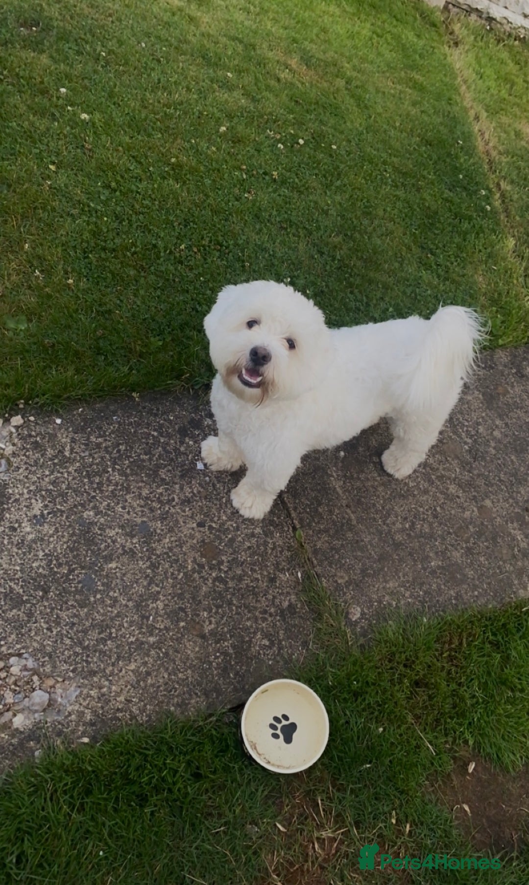 Bichon Frise dogs for sale: 7 gorgeous pure Bichon puppies  - Image 11