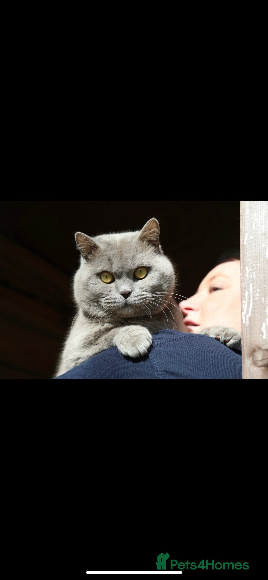 British Shorthair cats BRITISH SHORTHAIR STUD - LILAC in Norwich - Advert 4