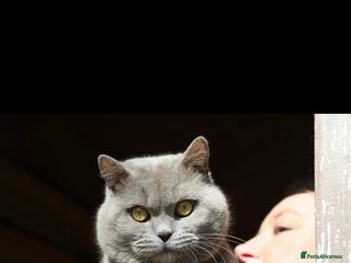 British Shorthair cats BRITISH SHORTHAIR STUD - LILAC in Norwich - Advert 9