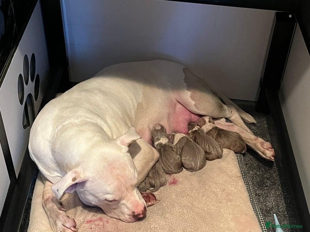 Mixed Breed dogs for sale: 5 beautiful pups left  - Image 6