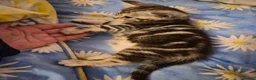 Mixed Breed cats for sale: Main Coon Mix - Advert 21