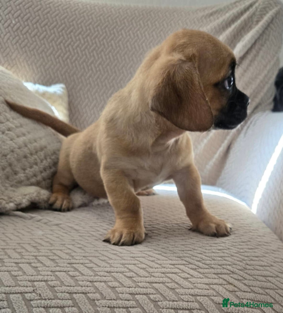 Mixed Breed dogs for sale: 6 jug x cavachon pups for sale  - Image 17