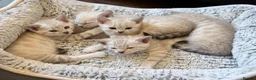 Bengal cats for sale: Snow/Leopard Bengal Kittens- Last One Left - Ready - Advert 7