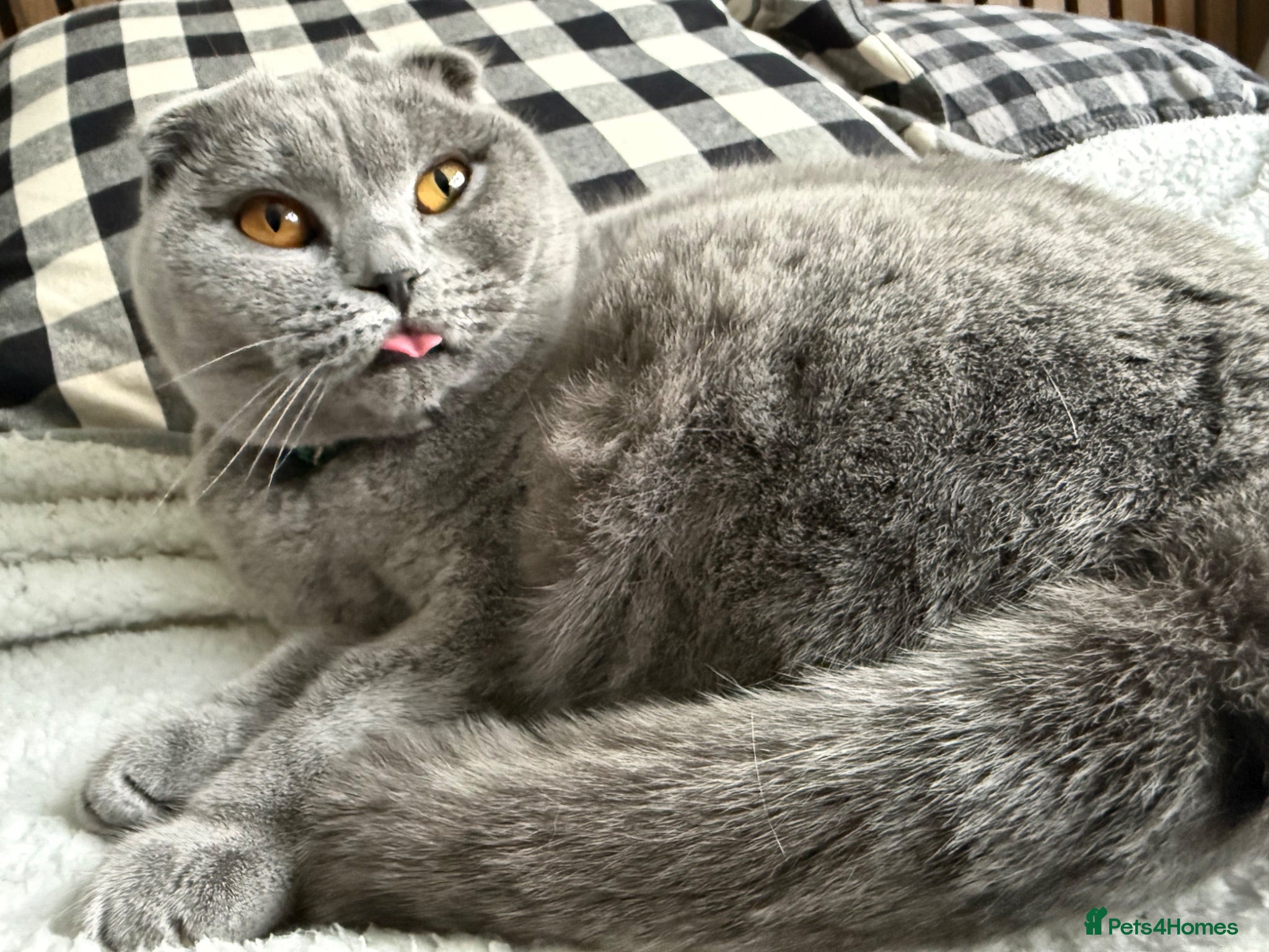 Scottish Fold cats ONE LEFT Silver, amber eyed Scottish fold   - Advert 18