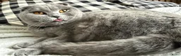 Scottish Fold cats for sale: Silver, amber eyed Scottish fold sisters  - Advert 2