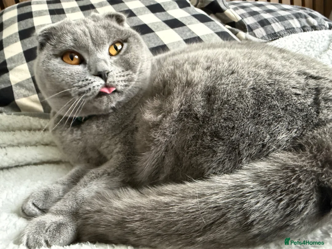 Scottish Fold cats for sale: Silver, amber eyed Scottish fold sisters  - Advert 2