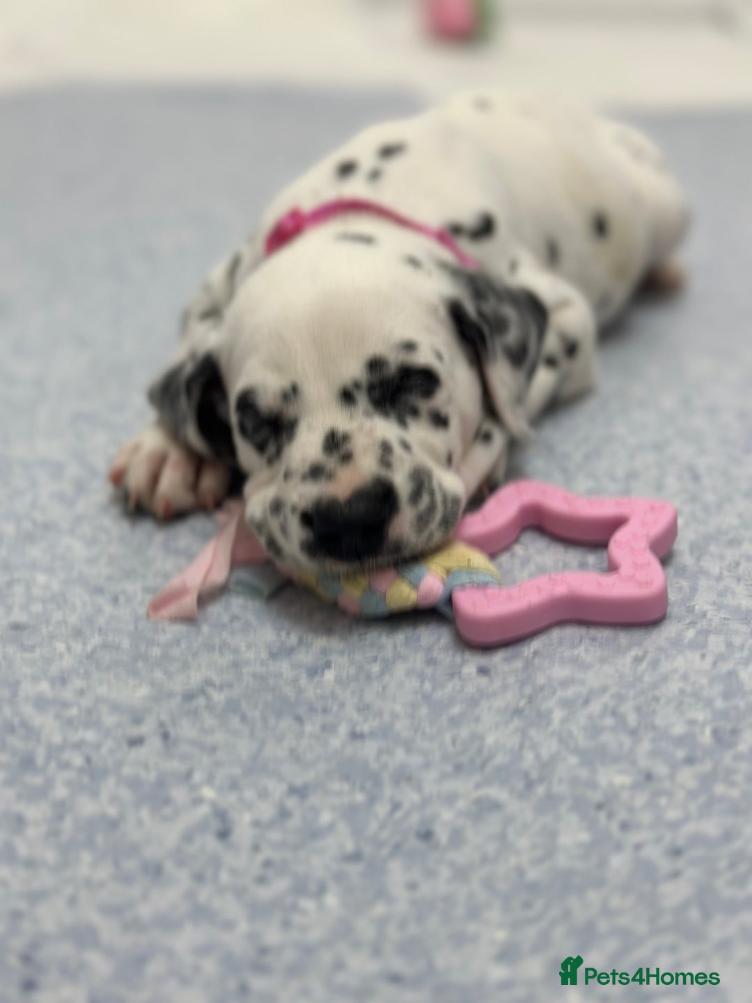 Dalmatian dogs for sale: PEDIGREE Dalmatian Puppies ready NOW - Advert 21