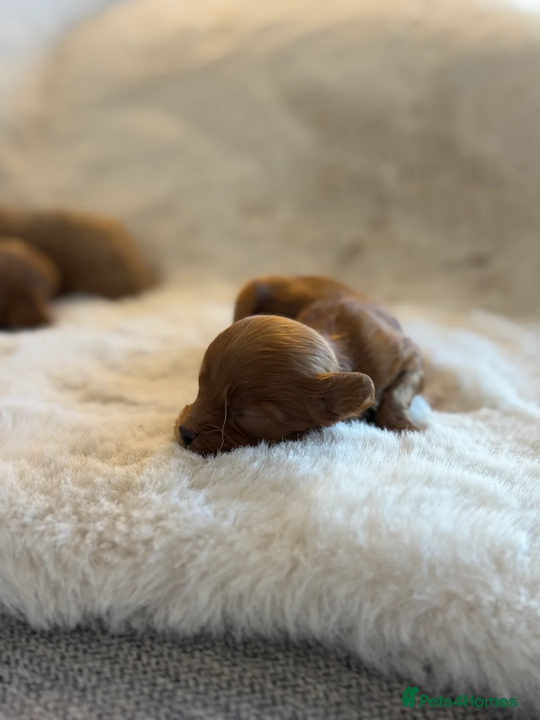 Cockapoo dogs for sale: True miniature F1b cockapoos in Downpatrick - Advert 2