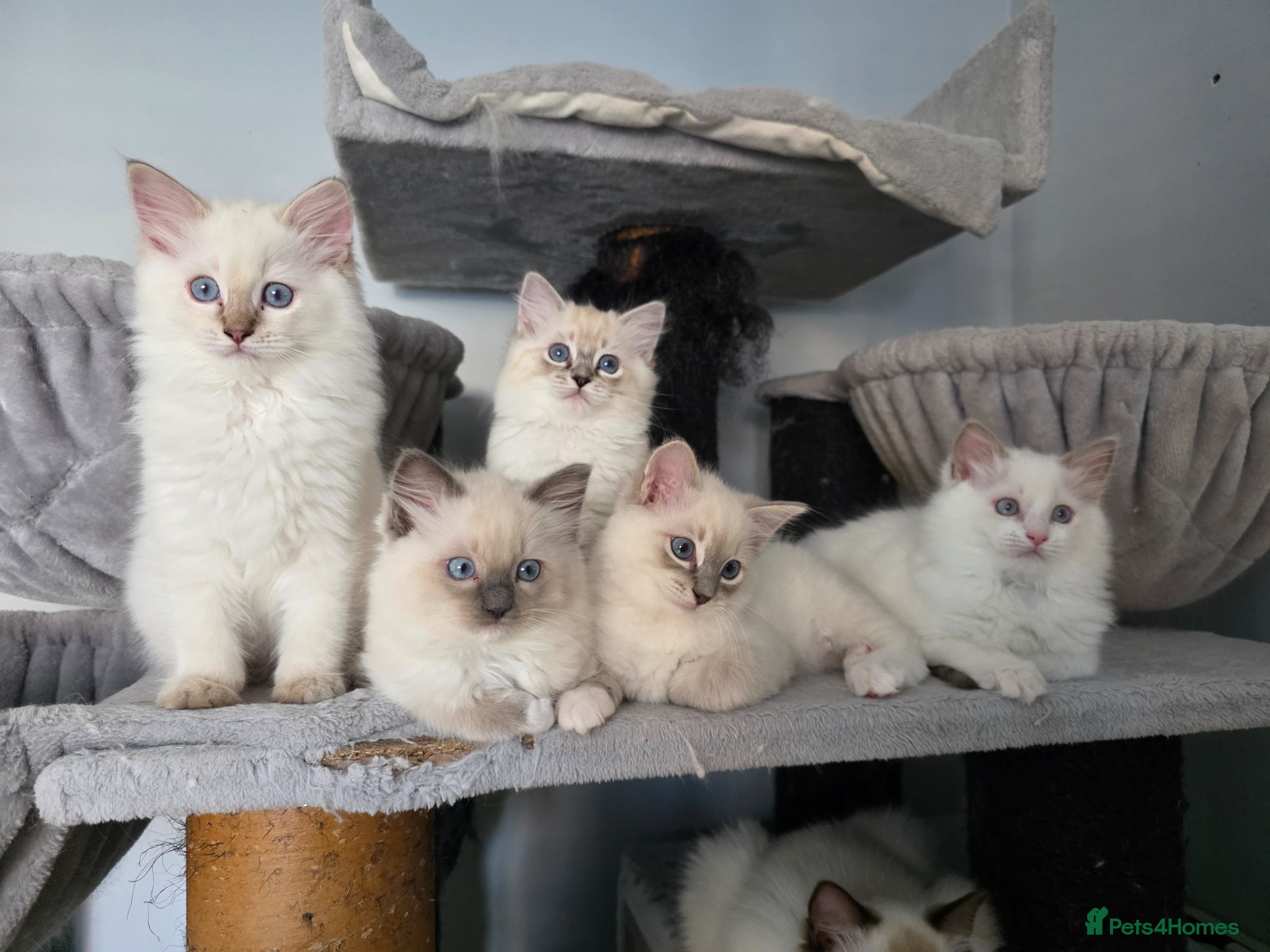 Ragdoll cats GCCF REGISTERED RAGDOLL KITTENS  - Advert 1