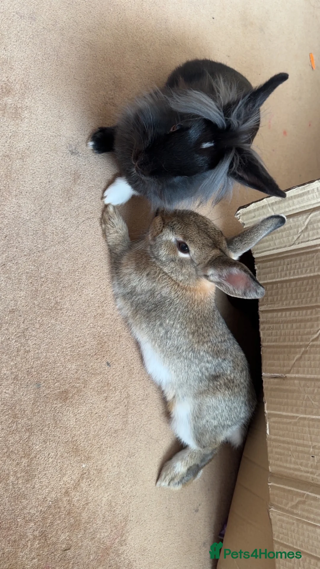 Mixed Breed rabbits for sale: 2 bunnies for sale! - Advert 7