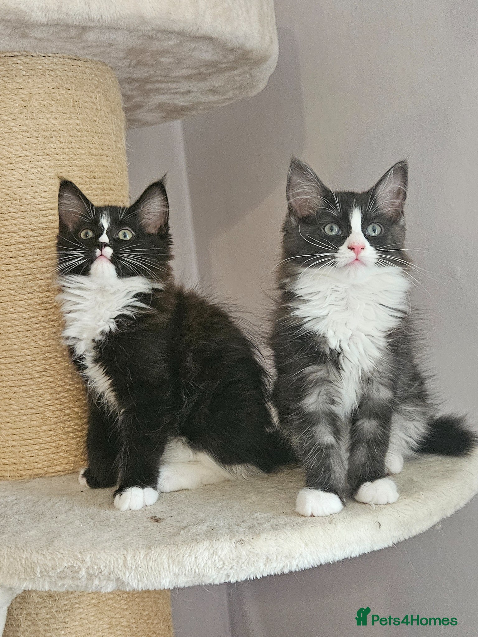 Ragcoon cats for sale: Ragcoons *dna tested parents * - Advert 11