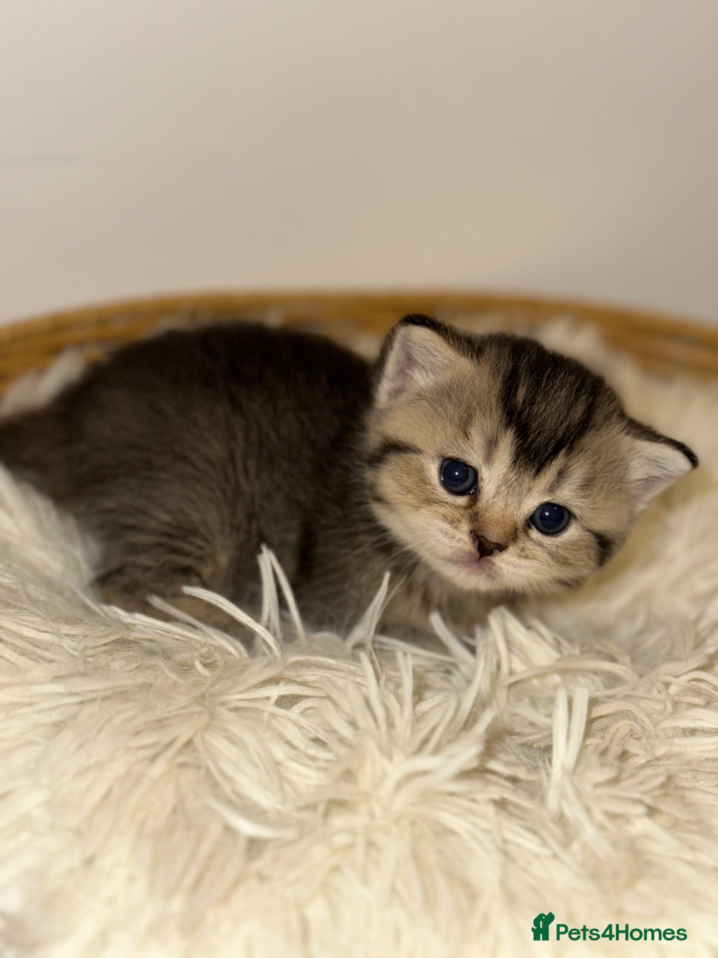 British Shorthair cats British Shorthair Kitten  - Advert 3