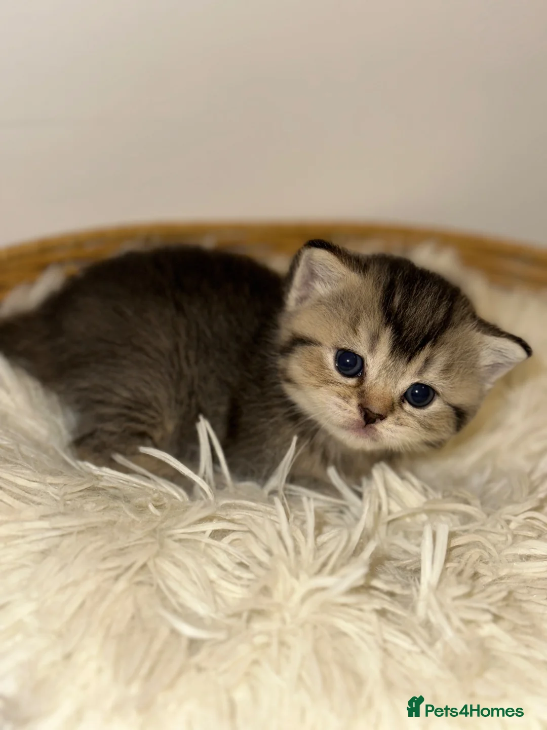 British Shorthair cats for sale: British Shorthair Kitten  - Advert 1