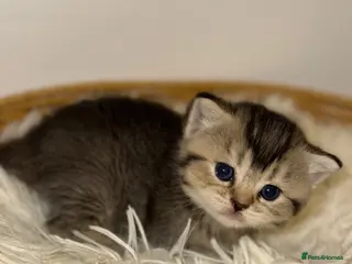 British Shorthair cats British Shorthair Kitten - Advert 1