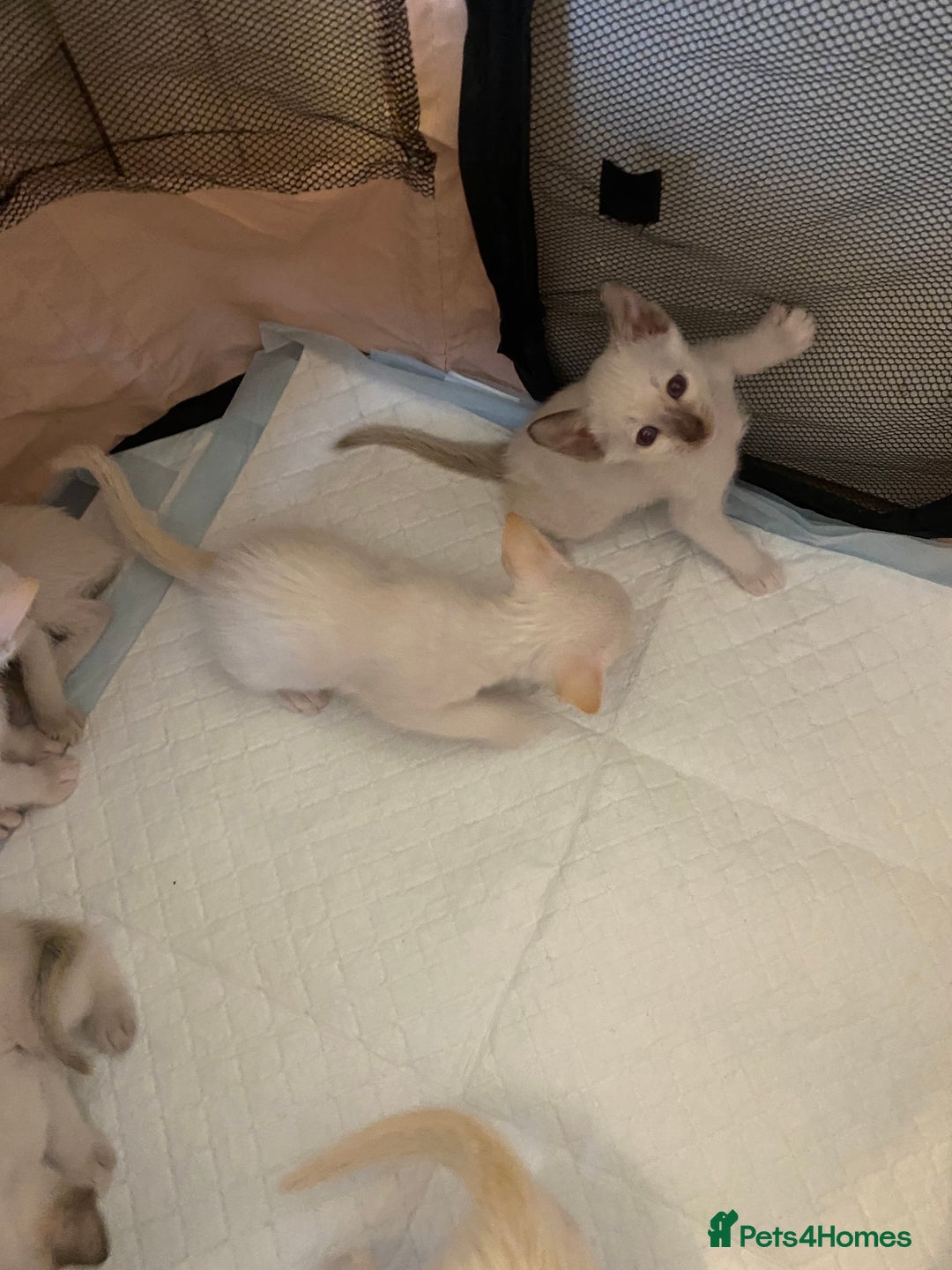 Siamese cats for sale: Siamese kittens for sale  - Advert 10