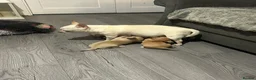 Chihuahua dogs for sale: Beautiful chihuahuas  - Advert 5