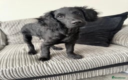 Cockapoo dogs for sale: Buddy  - Image 3