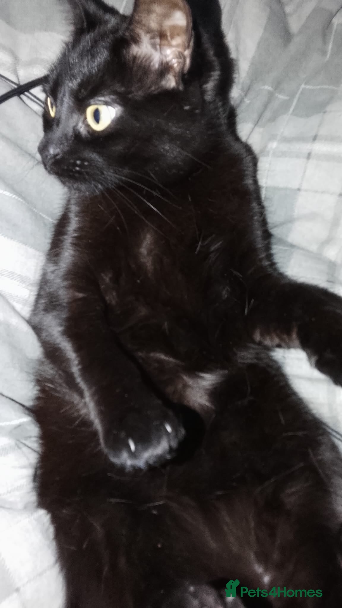 Bombay cats Noodle - Advert 1