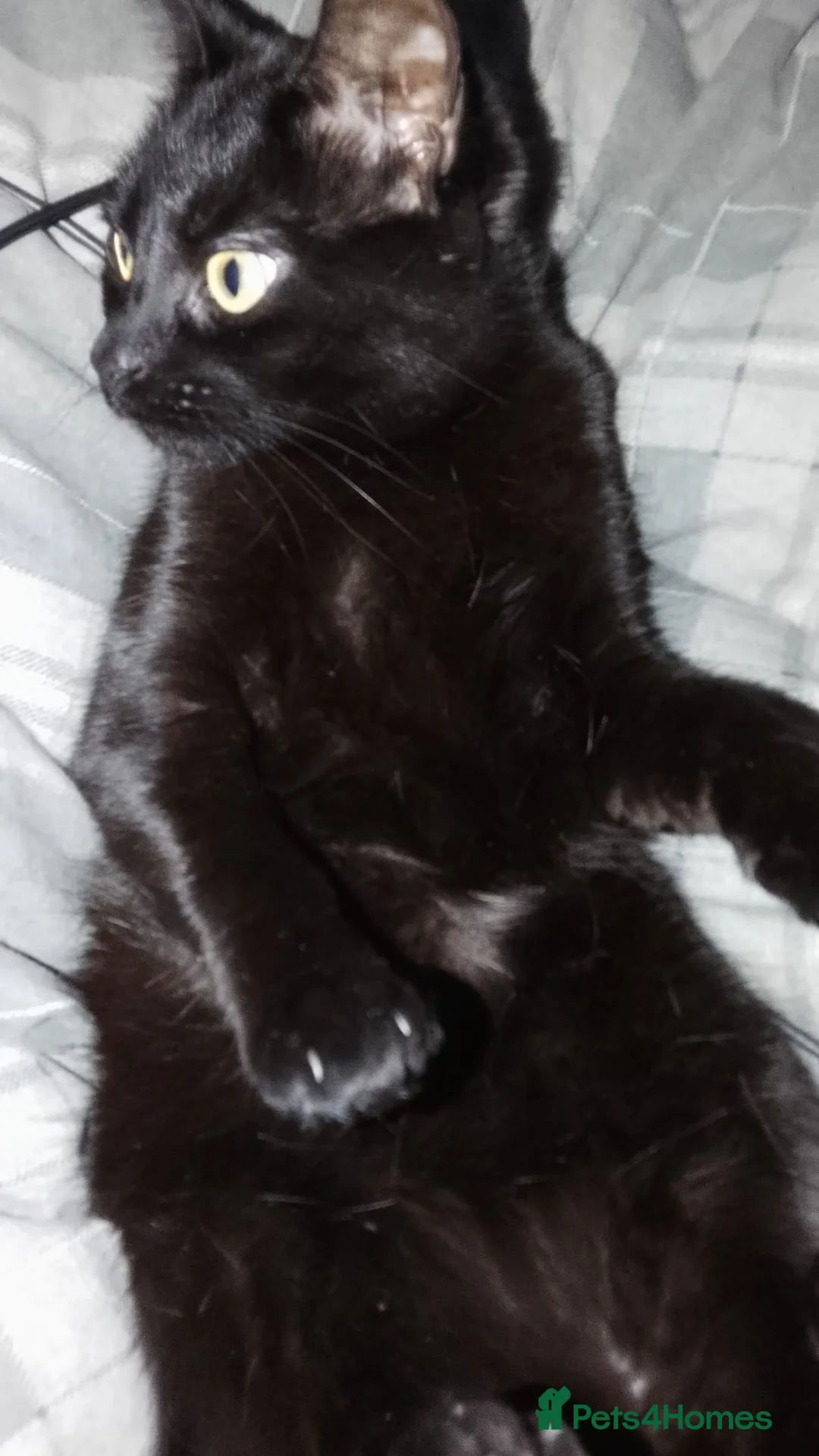 Bombay cats for sale: Noodle in Chesterfield - Advert 1