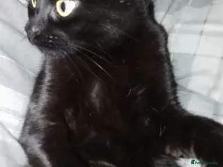 Bombay cats Noodle - Advert 1