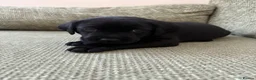Labrador Retriever dogs for sale: Gorgeous English Labradors * 1 boy available*  - Advert 14