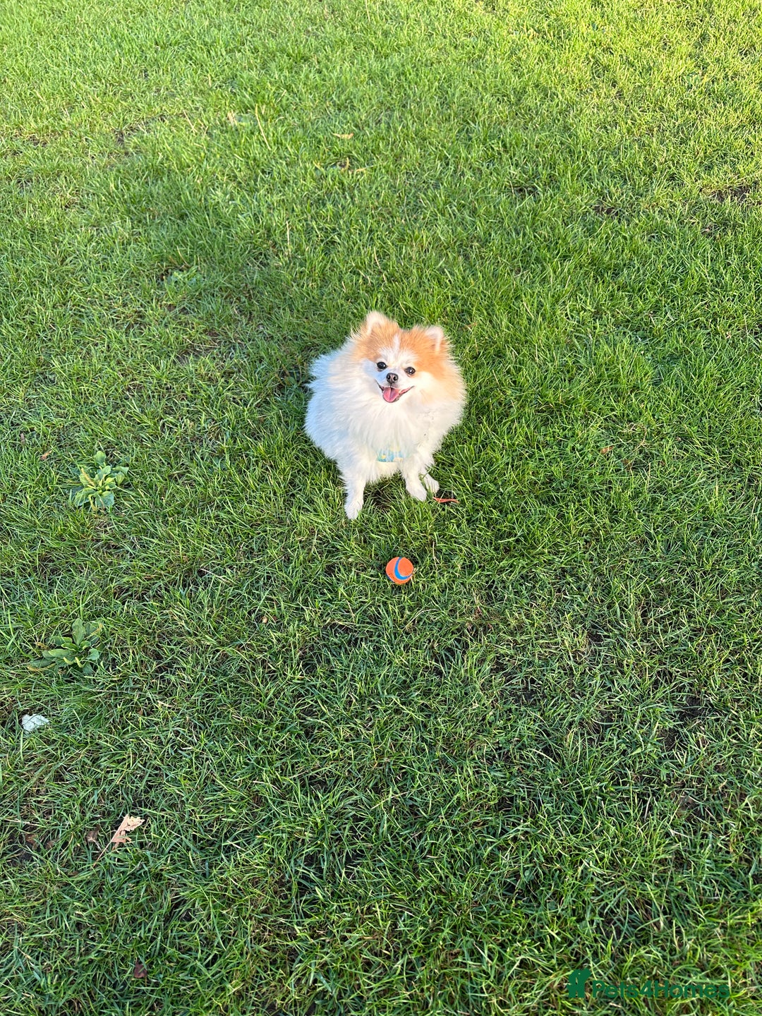 Pomeranian dogs for stud: Lover boy Romeo  - Advert 18