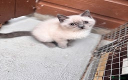 British Shorthair cats for sale: British shorthair GGCF Blue colourpoint kittens  - Image 20