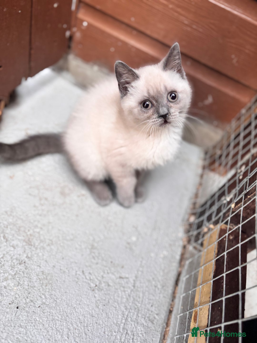 British Shorthair cats for sale: British shorthair GGCF Blue colourpoint kittens  - Image 20