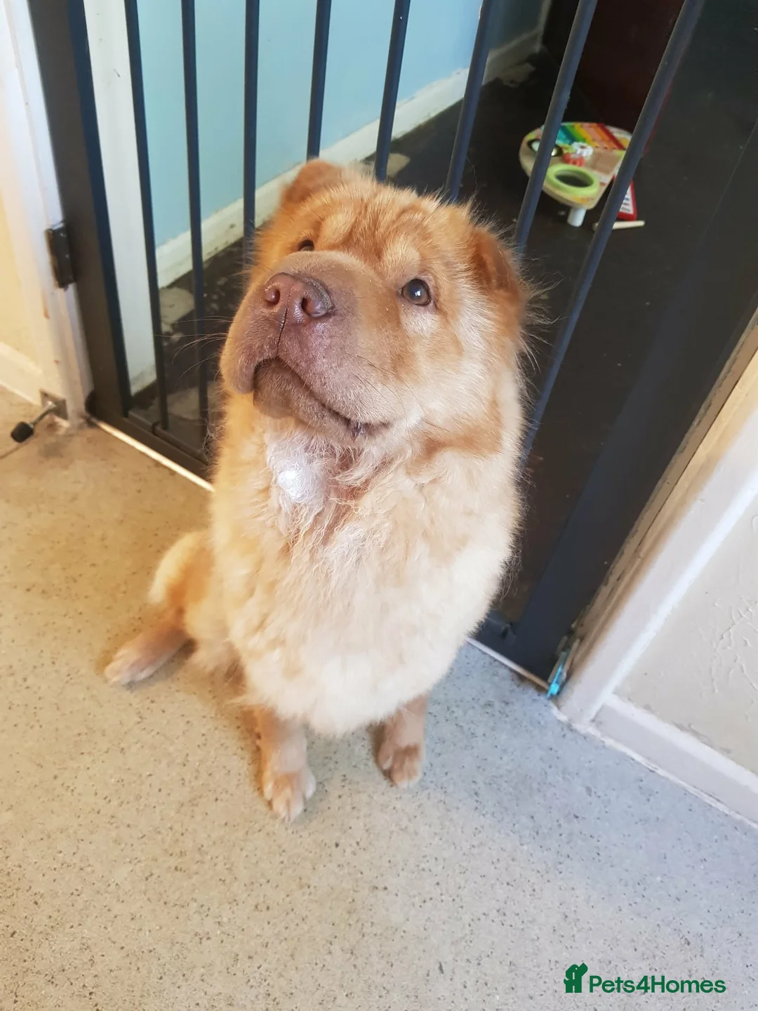 Shar Pei dogs for sale: bearcoat Shar Pei looking for forever home - Advert 1