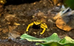 Frog reptiles for sale: Dendrobates leucomelas aka Bumblebee frogs set up - Image 3