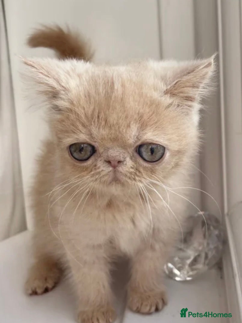 Exotic cats Show Quality Exotic kittens (TICA) - Advert 10