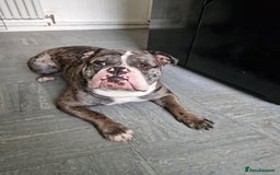 Dorset Olde Tyme Bulldogge dogs for sale: Old English bulldogge - Image 2