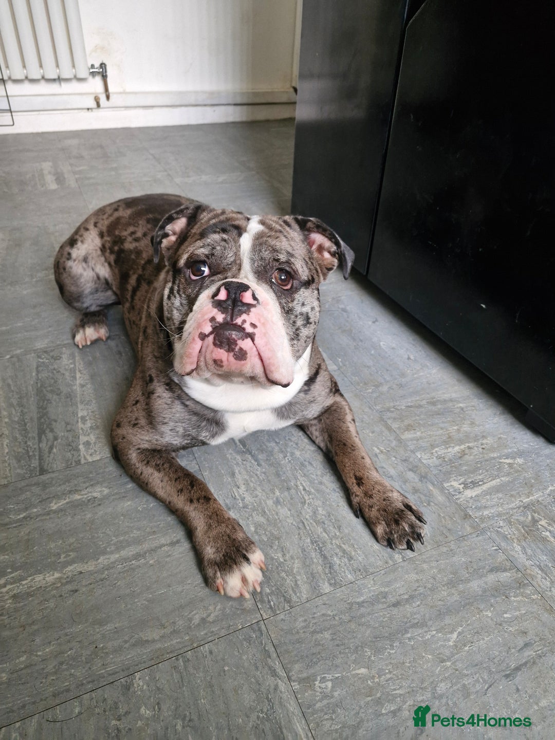 Dorset Olde Tyme Bulldogge dogs for sale: Old English bulldogge - Image 2