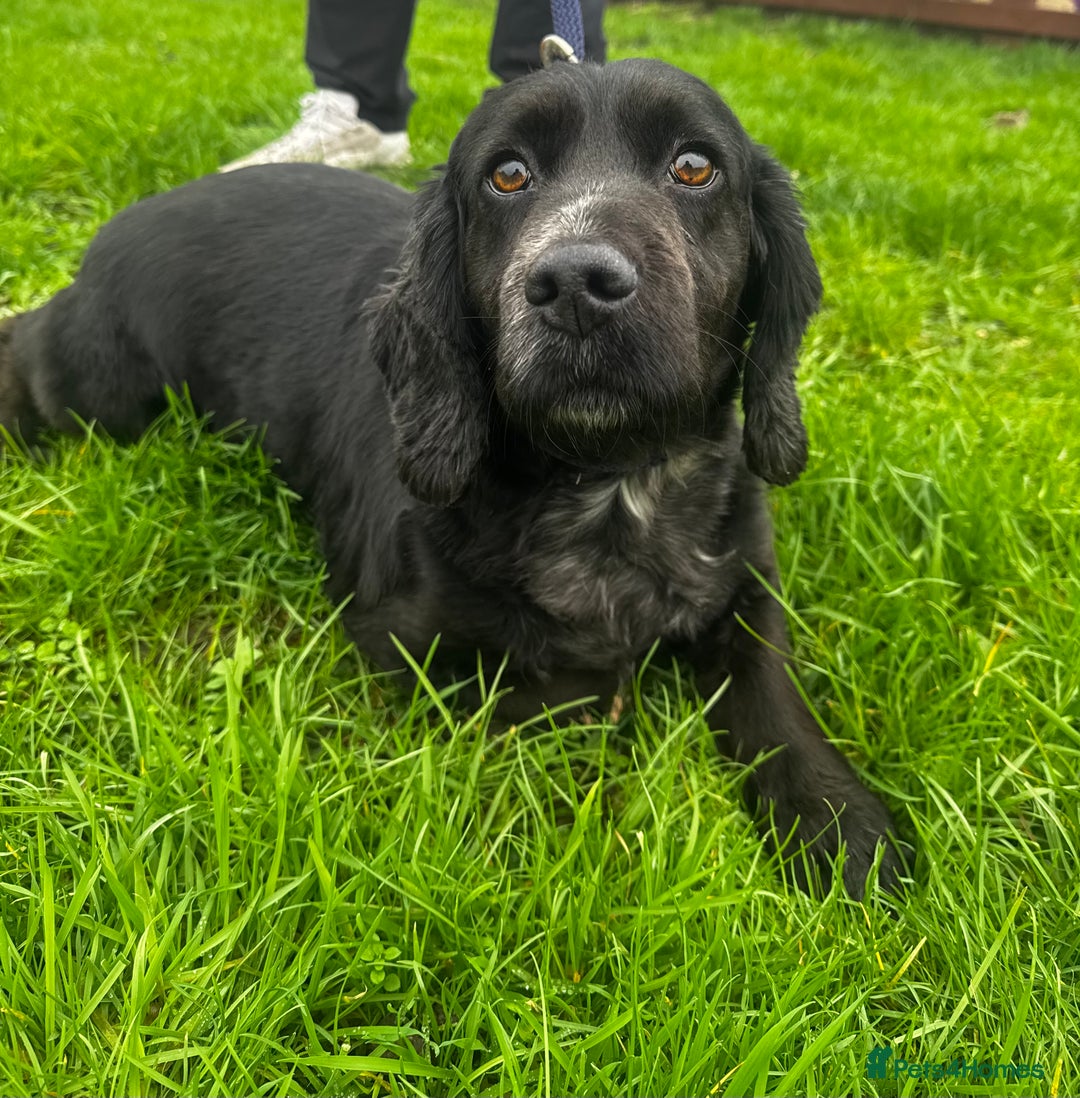 Cocker Spaniel dogs for sale: Health Tested Clear KC Registered Working Cockers - Advert 33