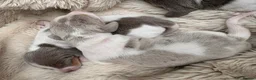 Miniature Dachshund dogs for sale: Piebald Dapple miniature dachshund puppies - Advert 6