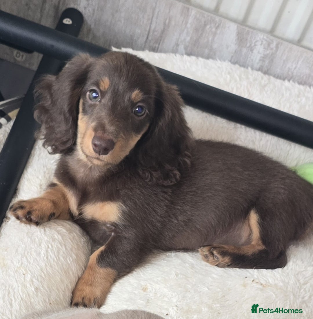 Miniature Dachshund dogs for sale: Top quality Mini long-haired dashhound, Isabella  - Image 5