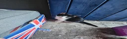 Mixed Breed cats for sale: 2 kittens that need a home in Uxbridge - Advert 1