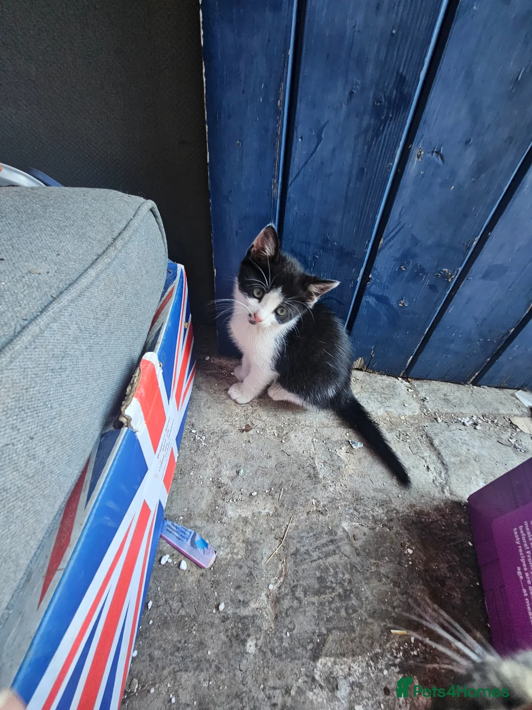 Mixed Breed cats for sale: 2 kittens that need a home in Uxbridge - Advert 1
