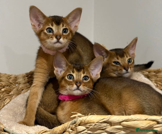 Abyssinian cats - Advert 2